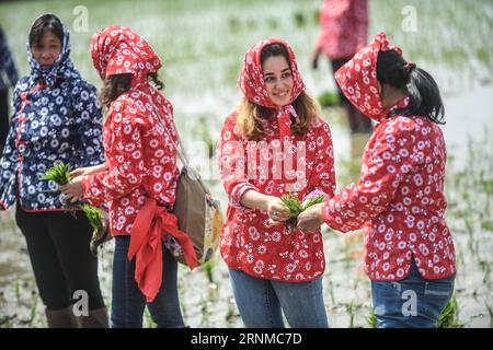 (170521) -- PANJIN, May 21, 2017 -- Under the guidance of local farmers, foreign students from Shenyang Normal University experience transplanting rice seedlings in Panjin of northeast China s Liaoning Province, May 21, 2017. ) (lb) CHINA-LIAONING-PANJIN-RICE TRANSPLANTING (CN) PanxYulong PUBLICATIONxNOTxINxCHN   Panjin May 21 2017 Under The Guidance of Local Farmers Foreign Students from Shenyang Normal University Experience transplanting Rice Seedlings in Panjin of Northeast China S Liaoning Province May 21 2017 LB China Liaoning Panjin Rice transplanting CN PanxYulong PUBLICATIONxNOTxINxCHN Stock Photo