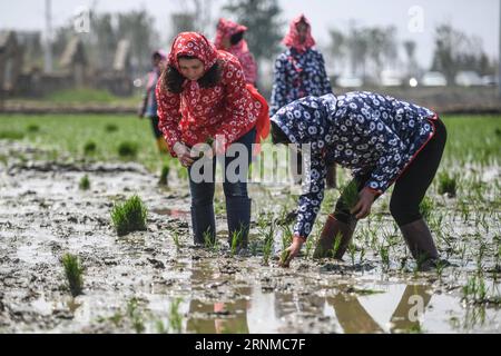 (170521) -- PANJIN, May 21, 2017 -- Under the guidance of a local farmer, a foreign student (L) from Shenyang Normal University experiences transplanting rice seedlings in Panjin of northeast China s Liaoning Province, May 21, 2017. ) (lb) CHINA-LIAONING-PANJIN-RICE TRANSPLANTING (CN) PanxYulong PUBLICATIONxNOTxINxCHN   Panjin May 21 2017 Under The Guidance of a Local Farmer a Foreign Student l from Shenyang Normal University Experiences transplanting Rice Seedlings in Panjin of Northeast China S Liaoning Province May 21 2017 LB China Liaoning Panjin Rice transplanting CN PanxYulong PUBLICATIO Stock Photo