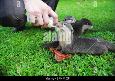 (170530) -- SINGAPORE, May 30, 2017 -- A breeder feeds an Asian small-clawed otter baby in the Singapore Zoo on May 30, 2017. Four otter babies, abandoned by their parents since their birth, have been receiving intensive care by the zoo keepers for two months. ) (lrz) SINGAPORE-ZOO-ASIAN SMALL-CLAWED OTTERS-BABIES ThenxChihxWey PUBLICATIONxNOTxINxCHN   Singapore May 30 2017 a breeder feeds to Asian Small clawed Otter Baby in The Singapore Zoo ON May 30 2017 Four Otter Babies Abandoned by their Parents Since their Birth have been receiving Intense Care by The Zoo Keepers for Two MONTHS lrz Sing Stock Photo