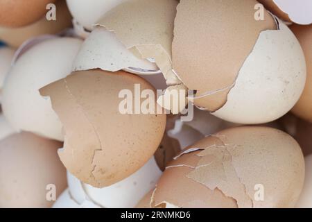 Stack of broken and dry eggshells Stock Photo