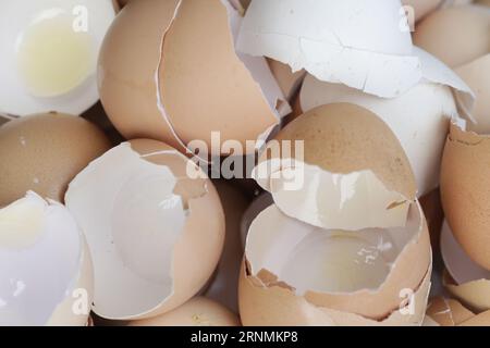 Stack of broken and dry eggshells Stock Photo