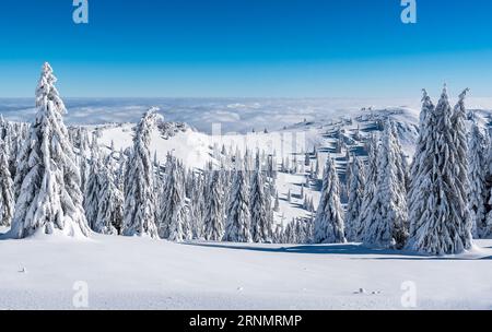 Breathtaking winter fairy tale scene in the mountains. The morning sun illuminates the snowy forest and meadow with its rays passing through the fog. Stock Photo