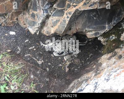 (170621) -- YUSHU, June 21, 2017 -- Photo taken on June 16, 2017 shows snow leopard cubs in bushes in Gaduo Township of Chengduo County under Yushu Tibetan Autonomous Prefecture, northwest China s Qinghai Province. Snow leopard cubs have recently been spotted in bushes in the headwater region of the Yangtze, China s longest river. Snow leopards are a Class A protected animal in China and are classified as endangered by the International Union for Conservation of Nature. ) (wyo) CHINA-QINGHAI-SNOW LEOPARD CUBS (CN) JiangyongxTudeng PUBLICATIONxNOTxINxCHN   Yushu June 21 2017 Photo Taken ON June Stock Photo