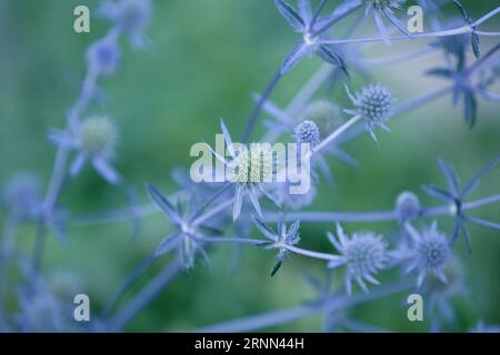 Eryngium. Thistle flower with thorny leaves in blue color. Mediterranean sea holly, eryngo flowers close up. Sea Holly Blue health care flowers, soft Stock Photo