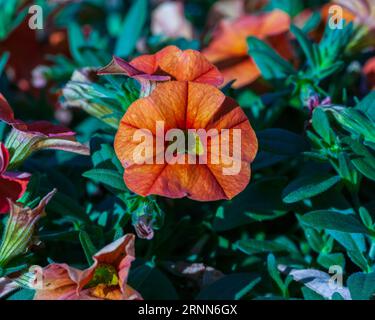 a flowerpot with orange Million Bells blossoms on the patio Stock Photo