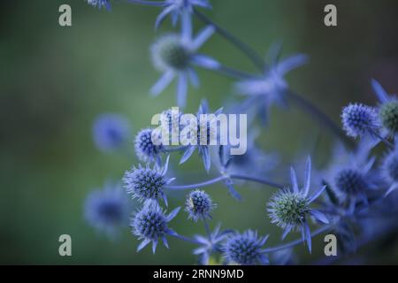 Eryngium. Eryngo flowers close up. Mediterranean sea holly. Healing herbs. Sea Holly Blue health care flowers, soft focus. Thistle flower with thorny Stock Photo