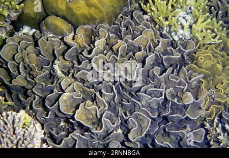 Lettuce coral (Pectinia sp., probably P. lactuca) from Bunaken NP, North Sulawesi, Indonesia. Stock Photo