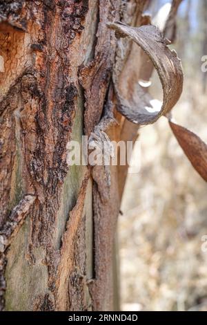 Cusco, Peru - Dec 3, 2022: Peeling paper bark from a Quenua Polyeplis tree in the Andes mountains Stock Photo