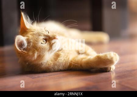 Portrait of lying playful ginger cat kitten raising up paw, looking up, indoors Stock Photo