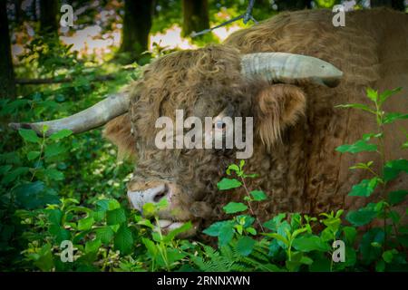Highland rustic breed of Scottish cattle with long horns and shaggy woolly coat Stock Photo