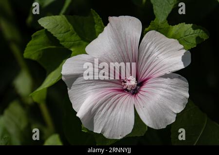 Rose Mallow Hibiscus light pink flower Stock Photo