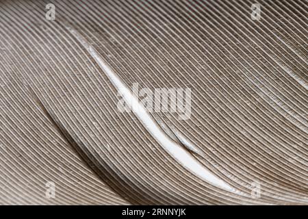 Close-up detail of the parts of a bird feather Stock Photo