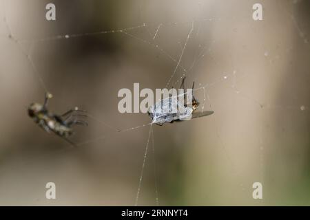 closeup of flies caught in a spider's web Stock Photo