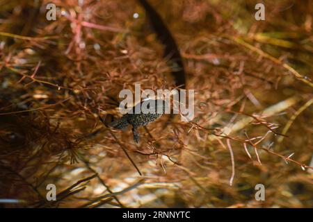 close-up of a tadpole among the roots of the alders Stock Photo