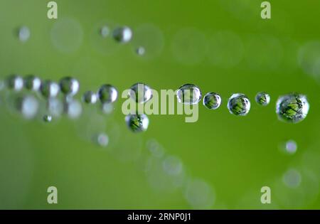 (170804) -- XUAN EN, Aug. 4, 2017 -- Drops of dew are seen on a spider s web after a rain at Lianhuaba Village in Xuan en County, central China s Hubei Province, Aug. 3, 2017. ) (zx) CHINA-HUBEI-XUAN EN-NATURE (CN) SongxWen PUBLICATIONxNOTxINxCHN   Xuan en Aug 4 2017 Drops of Dew are Lakes ON a Spider S Web After a Rain AT  Village in Xuan en County Central China S Hubei Province Aug 3 2017 ZX China Hubei Xuan en Nature CN SongxWen PUBLICATIONxNOTxINxCHN Stock Photo