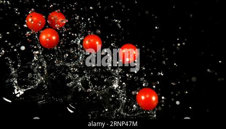 Cherry Tomatoes, solanum lycopersicum, Fruits Falling on Water against Black Background Stock Photo
