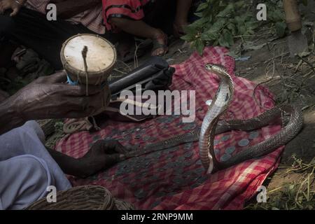 (170817) -- KHEDAITALA, Aug. 17, 2017 -- Indian snake charmers attract snake during the festival of the Hindu snake goddess Manasha at Khedaitala, some 75 kms north of Kolkata, capital of eastern Indian state West Bengal, Aug. 17, 2017. Many snake charmers and villagers attended this traditional festival to worship the goddess on Thursday. ) (gl) INDIA-KHEDAITALA-SNAKE FESTIVAL TumpaxMondal PUBLICATIONxNOTxINxCHN   Khedaitala Aug 17 2017 Indian Snake charmers attract Snake during The Festival of The Hindu Snake Goddess Manasha AT Khedaitala Some 75 KMS North of Kolkata Capital of Eastern India Stock Photo