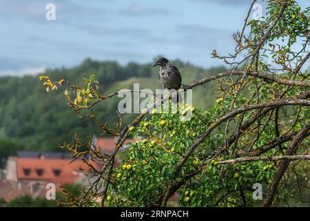 Hooded Crow (Corvus cornix) in a tree Stock Photo