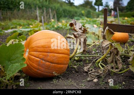 An orange winter squash, or pumpkin, growing in a pumpkin patch field close to harvest for Halloween Stock Photo