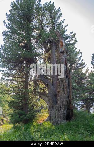 The very old Pinus cembra tree in Engadin valley - Switzerlan. Stock Photo