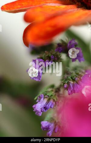 a macro shot of Limonium sinuatum, commonly known as wavyleaf sea lavender, statice, sea lavender, notch leaf marsh rosemary, sea pink flower Stock Photo