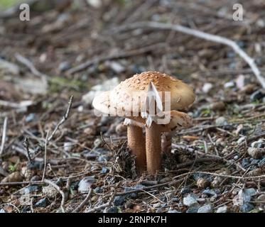 Amanatin mushrooms in a small cluster growing from the forest floor. Stock Photo