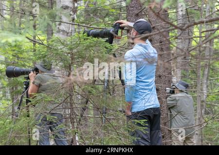 photographers in the woodlands with long lens on tripods surrounded by trees photographing wildlife. Stock Photo
