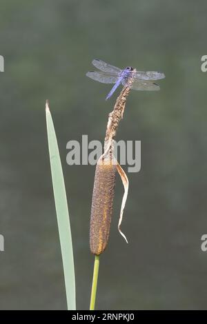 slaty skimmer perched on the tip of a cattail with a beautiful softly blurred background. Stock Photo