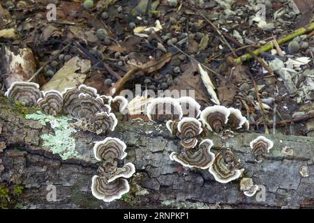 Turkey tail fungi closeup view growing on a decaying log in the woods. Stock Photo