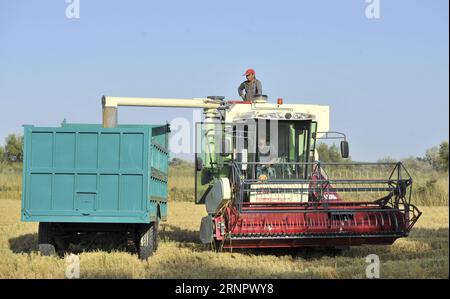 (170909) -- ILI, Sept. 9, 2017 -- Farmers load harvested rice at an organic rice field in Ili Kazakh Autonomous Prefecture, northwest China s Xinjiang Uygur Autonomous Region, Sept. 8, 2017. ) (wyo) CHINA-XINJIANG-ILI-RICE-HARVEST (CN) HuxHuhu PUBLICATIONxNOTxINxCHN Stock Photo