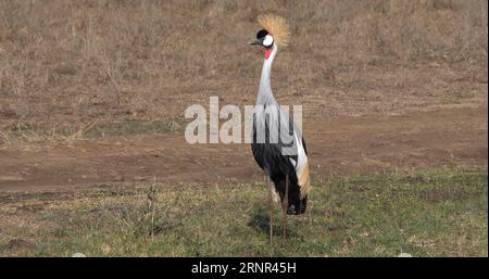 Grey Crowned Crane, balearica regulorum, Adult at Nairobi Park in Kenya Stock Photo