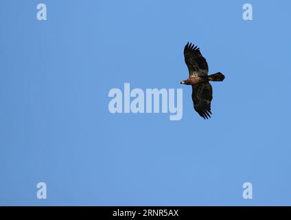 Osprey in flight on the hunt Stock Photo