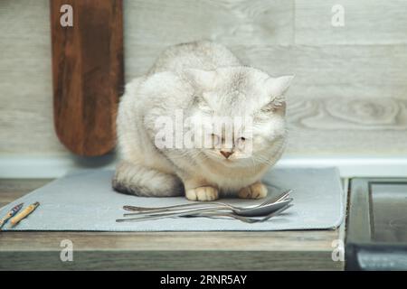 British shorthair silver cat cheekily lying on the kitchen table. Stock Photo