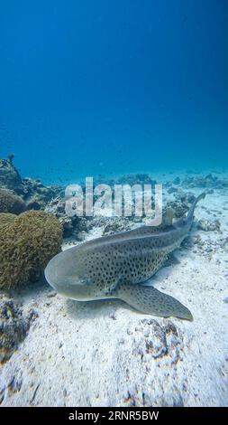Close up portrait of a zebra shark resting on a sea floor. Stock Photo