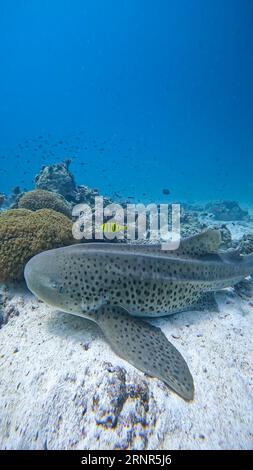 Close up portrait of a zebra shark resting on a sea floor. Stock Photo