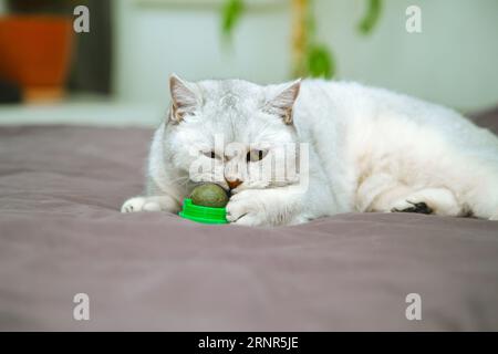 British shorthair silver cat plays on the owner's bed with a ball of catnip. Stock Photo