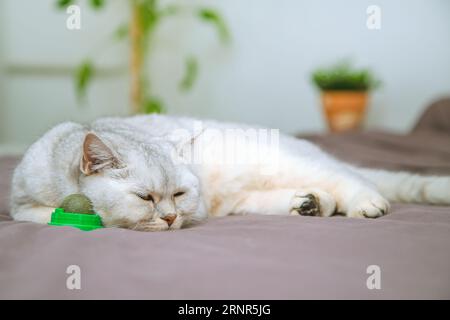 British shorthair silver cat sleeps on the owner's bed with a ball of catnip. Stock Photo
