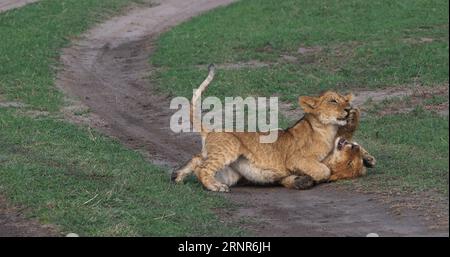 African Lion, panthera leo, Cubs playing, Masai Mara Park in Kenya Stock Photo