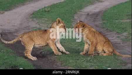 African Lion, panthera leo, Cubs playing, Masai Mara Park in Kenya Stock Photo