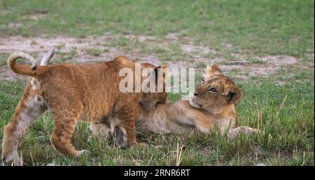 African Lion, panthera leo, Cubs playing, Masai Mara Park in Kenya Stock Photo