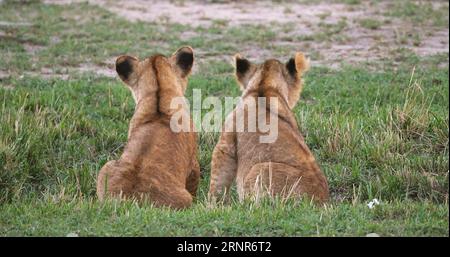 African Lion, panthera leo, Cubs playing, Masai Mara Park in Kenya Stock Photo