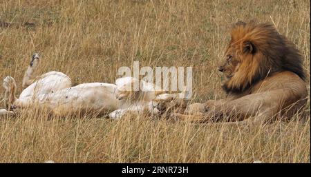 African Lion pair after mating Stock Photo - Alamy