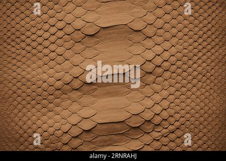 natural snake skin as background. brown leather python texture Stock Photo