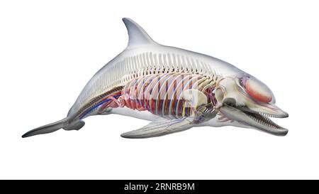 Dolphin's internal organs, illustration Stock Photo