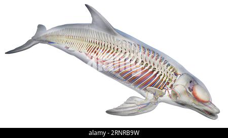 Dolphin's internal organs, illustration Stock Photo