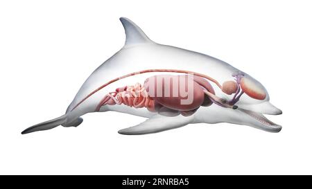 Dolphin's internal organs, illustration Stock Photo