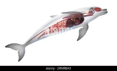 Dolphin's internal organs, illustration Stock Photo