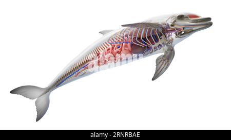 Dolphin's internal organs, illustration Stock Photo