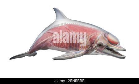 Dolphin's internal organs, illustration Stock Photo