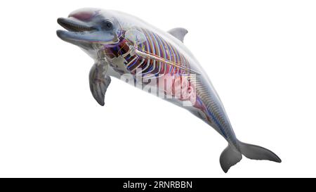 Dolphin's internal organs, illustration Stock Photo